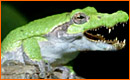 Mix two Animals with Photoshop